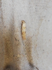 Zelleria oleastrella