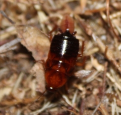 Parcoblatta americana