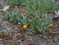Hieracium bolanderi