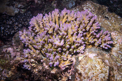 Acropora valida