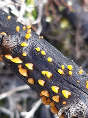 Heterotextus miltinus