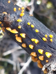 Heterotextus miltinus