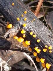 Heterotextus miltinus