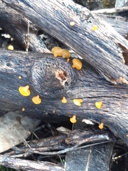 Heterotextus miltinus