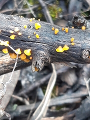 Heterotextus miltinus