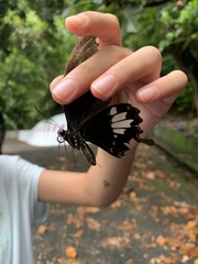 Papilio nephelus chaonulus