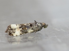 Endothenia gentianaeana