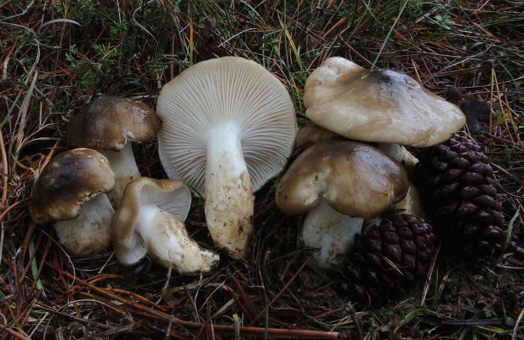 Limacini