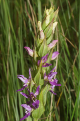 Brachycorythis tenuior