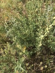 Artemisia adamsii