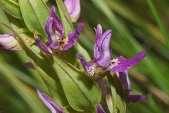 Brachycorythis tenuior