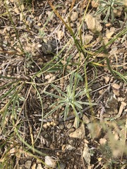 Ptilotrichum canescens