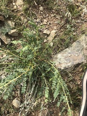 Caragana microphylla