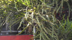 Muehlenbeckia platyclada