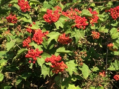 Viburnum opulus