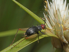 Trigonidium erythrocephalum