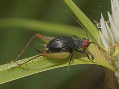 Trigonidium erythrocephalum