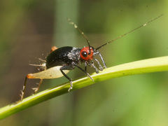 Trigonidium erythrocephalum