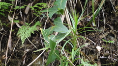 Solena amplexicaulis