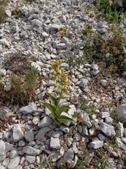 Epipactis atrorubens