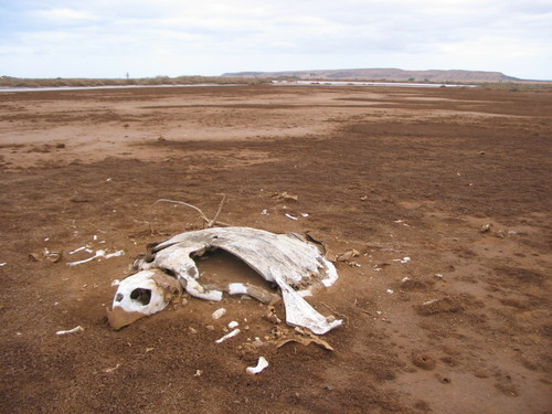 taxonomy_inaturalist image for Cheloniidae