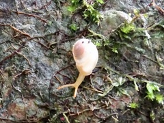 Haploptychius sinensis