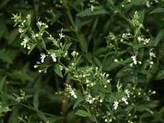 Teucrium kraussii