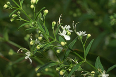 Teucrium kraussii