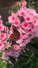 Aglais io
