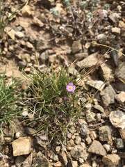 Dontostemon integrifolius