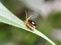 Aulacophora palliata