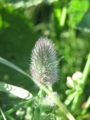 Trifolium purpureum