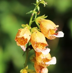 Digitalis laevigata