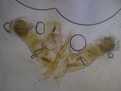 Elachista bisulcella