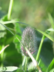 Trifolium purpureum