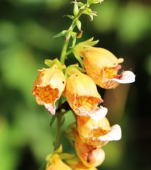 Digitalis laevigata