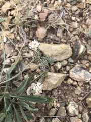 Ptilotrichum canescens