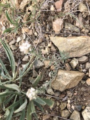 Ptilotrichum canescens