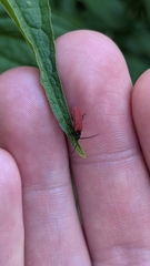 Pyropterus nigroruber