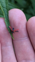 Pyropterus nigroruber