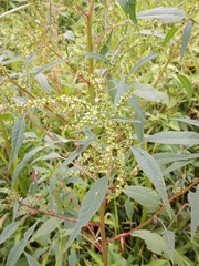 Amaranthus cannabinus