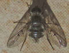 Spogostylum incisurale