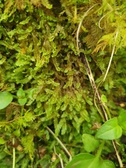 Saccogyna viticulosa