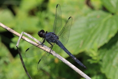 Libellula incesta