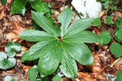 Helleborus odorus