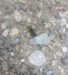 Platydracus fulvipes