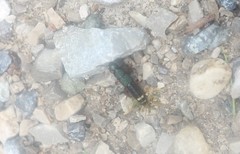 Platydracus fulvipes