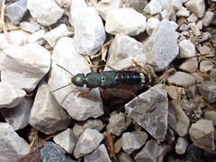 Platydracus fulvipes