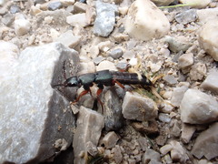 Platydracus fulvipes