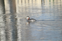 Podiceps grisegena
